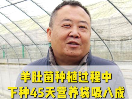 羊肚菌种植中,下种45天营养袋吸八成,不见原基可以催菇么? #羊肚菌#羊肚菌种植#羊肚菌种植基地#羊肚菌菌种#三农流量扶持计划