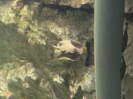 到底是奶盖出了轨,还是奶酪劈了腿,为啥生出来的娃不同颜色哈哈哈#刀疤鲤 @暖心阿哲