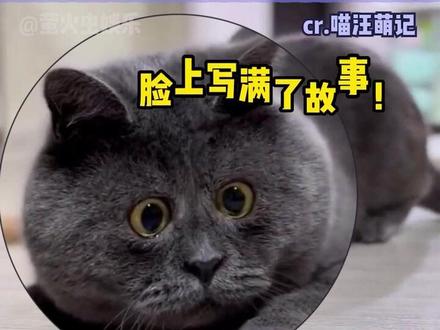 #蓝猫 #猫咪 看起来不太聪明的样子#娱乐评论大赏