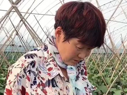 蔡姐的茄子叶发白,让菜医生看看。是螨,很猖獗,在蜘蛛网上高速跑动,所到之处一片“白茫茫”枯死。喷乙唑螨腈。