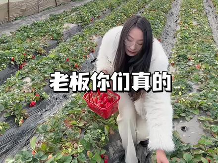 天呐‼️19.9摘草莓🍓还可以带走一斤哦😍😍开了很多年的双凤草莓园!天气不错!安排走起😍😍#摘草莓 #现采现摘 #草莓采摘园 #草莓熟了
