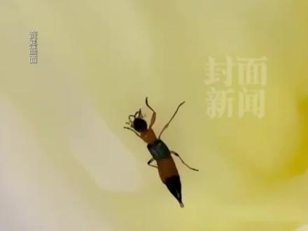 女子拍死隐翅虫后摸脸几乎毁容,当事人: 医生开了三四种药,说可能会留疤,医生: 遇到隐翅虫,千万不要拍!