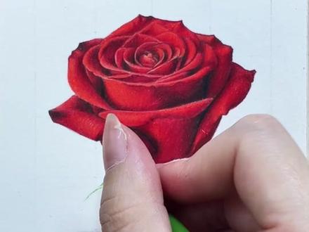 彩铅红玫瑰,希望你们能喜欢 #彩铅 #彩铅手绘 #彩铅画 #彩铅人物 #彩铅教程