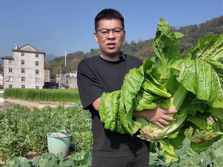 二月二“龙抬头”,乐清人必吃炒芥菜饭 自家田里的芥菜,炒一碗春日最朴实的家乡饭#美食#分享农村美食#原创视频#我的乡村生活#是谁打翻了大自然调色盘