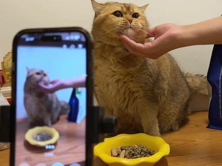 猫亏就亏在不会说话 #万物可爱计划