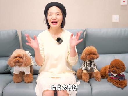 铲屎官给狗狗DIY雨衣,3只小泰迪穿上太傻了:你确定这能挡雨? #狗狗 #萌宠出道计划 #铲屎官的乐趣