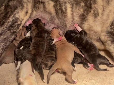 幼犬出生2-3天存活率低,真的是狗妈妈奶有问题吗?#中亚牧羊犬 #养狗人