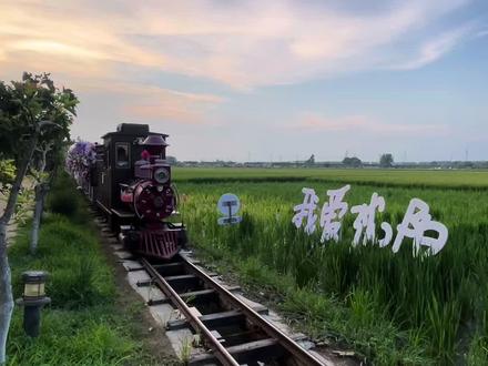 稻梦空间5月29日开园 #稻梦空间#夏赏稻田冬玩雪#沈阳乡村游玩天花板#跟着东北超游东北