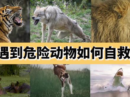野外遇到危险动物怎么办?别慌,这些方法也许能助你脱离险境
