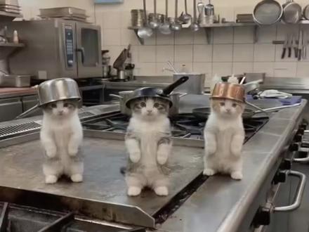 万一小猫练习了很久呢#猫 #猫meme #ai #小猫跳舞
