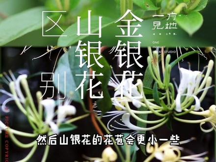 #一日一植物 金银花和山银花,感谢 @愛拍照的小李📷为我们提供部分山银花镜头