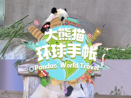 【明天!旅日大熊猫“良浜”携3女回国 】 旅居日本和歌山白浜野生动物园的4只大熊猫将于6月28日启程返回中国!一起去看看它们是谁吧~#4只旅日大熊猫明日启程回国 #国宝