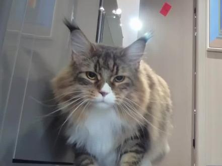 来听🍩的超绝磁性嗓(加辣条音版)还有假装康康和我们问好的小可爱☺️#田曦薇