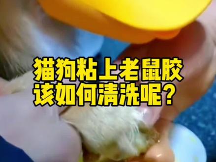 猫咪狗狗粘到老鼠胶,该如何清洗呢??#猫咪 #萌宠 #猫咪粘老鼠板