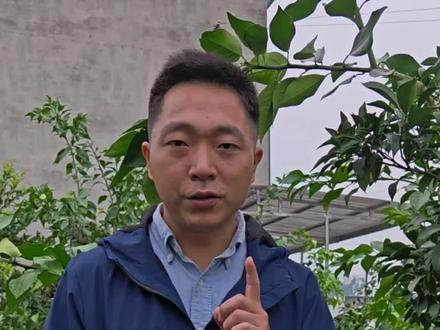 果子失水的几个原因#柑橘种植 #橘掌门