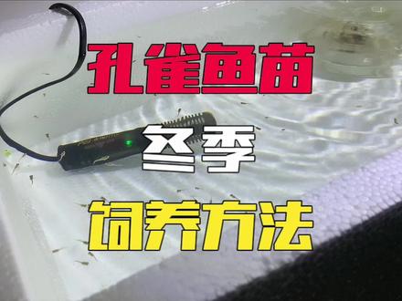 冬季只要你这样养孔雀鱼苗,长得快还不会生病#加热棒 #孔雀鱼 #养鱼日记 #水族#泡沫箱养鱼