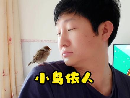 让你们看看小麻雀是如何小鸟依人的! #小麻雀 #小鸟🐤 #萌宠 #雏鸟 #爱护小动物 #手养鸟