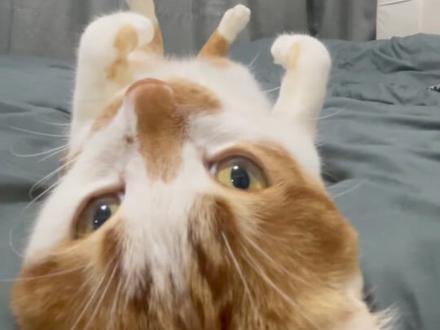 这小猫真带劲啊#得劲魔法 #宁sir的猫 #带劲 #糟糕这只小猫咪谁顶得住啊 #骚猫 来汽水把这首歌设置为铃声