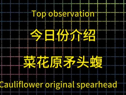 挑战更新100种蛇类第十种‖菜花原矛头蝮‖ 想看什么蛇类可以发在评论区下一种就是你🫵🏻#毒蛇 #蛇🐍 #菜花原矛头蝮 #青年创作者成长计划 #合集