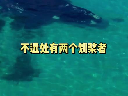两头鲸鱼从划桨者身旁游过 #鲸鱼 #南露脊鲸 #澳大利亚
