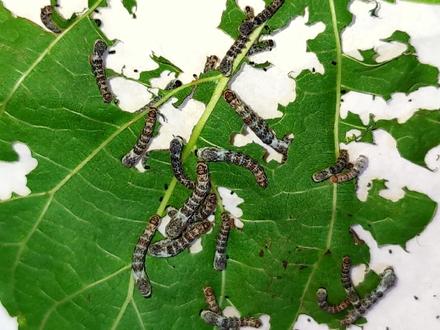 蚕宝宝变形计(五):蚕室的清理。用好清理网,省时又省事。#养蚕日记 #观察昆虫 #蚕宝宝成长记 #记录生活