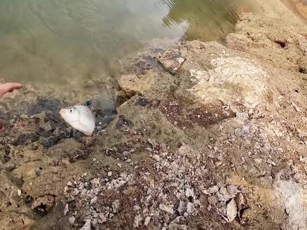 黄石水库春钓大板鲫惊喜不断,#水库钓鱼 #野钓鲫鱼 #2026都来钓鱼 #钓鱼人就是这么疯狂