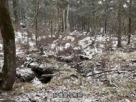 徒步秦岭大结局,山上偶遇秦岭杀人王羚牛,这家伙脾气太大了。 #户外 #探险