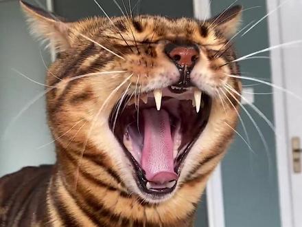 养了一年,十几万的猫要被卖了...