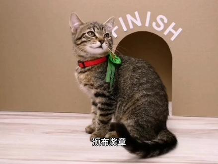 今天用纸板来做个迷宫,二只猫咪来挑战走迷宫,会不会成功呢?