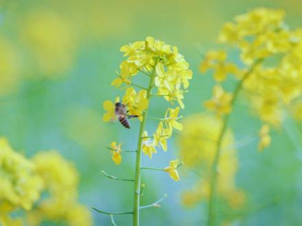 春天的白云,百花竞放,万物勃发,万千建设者为创造未来挥汗如雨,无数奋斗者为追逐理想勇往直前。白云此刻,春光普照,万物向荣。
#广州白云#人勤春来早