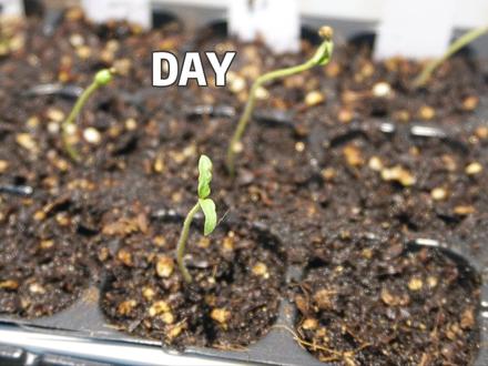 番茄的一生|阳台种植vlog。记录番茄从一颗种子到破土,结结实实的长大,在阳台也当一回小农民,视频是越冬种植的番茄品种,超级甜百万,白妃,甜开胃酒。 #植物生长过程 #记录生活中的小美好 #阳台种菜 #vlog日常 #我的阳台小花园 #番茄