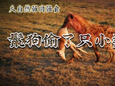 鬣狗趁转角牛羚妈妈不注意,叼着她的幼崽就跑,但却迟迟不吃掉他#鬣狗 #野生动物 #动物的迷惑行为 #动物世界 #弱肉强食 #奇妙的动物 #食物链 #捕食瞬间