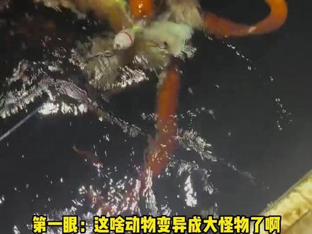 深海的大王酸浆鱿跑到浅海给人类吓一跳 #神奇动物 #深海恐惧症 #巨物 #海洋