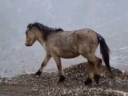 分享科普10种“牢底坐穿兽”!#国家一级保护动物 #保护野生动物