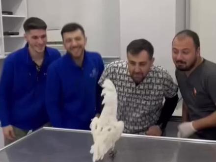 情绪价值一下拉满!#鹦鹉 #搞笑视频 #国外视频分享