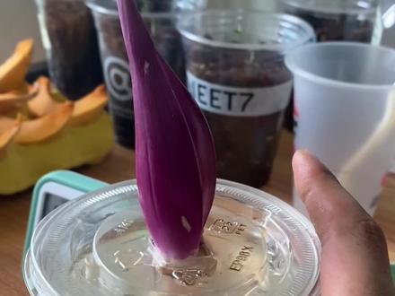 洋葱和我八字不合,25年两次水培洋葱都以失败告终‼️#水培洋葱 #出租屋种菜#阳台种菜#植物生长记录#生活小妙招