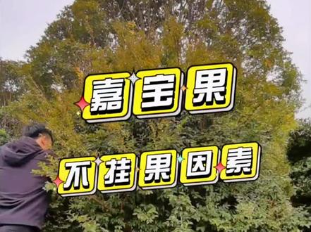 嘉宝果3号挂果肥,可促花促果促生长#嘉宝果 #果树管理 #果树种植 #树葡萄 #庭院