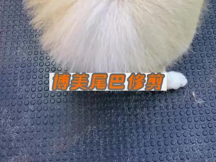 博美犬尾巴修剪#萌宠 #狗狗 #宠物美容 #博美 #家有萌宠