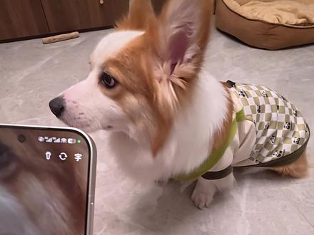 怎么我这个豆包跟别人的不一样呢?#让AI看着宠物别吃零食 #抖音合伙人计划 #萌宠出道计划 #狗狗 #长毛柯基