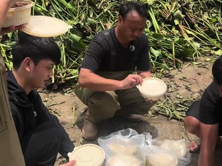 大表哥湛江抓清道夫清理水葫芦后续……实锤大表哥爱吃清道夫
