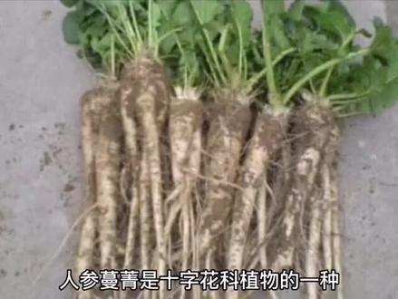 #蔓菁功效不少,好处多多#无公害蔬菜 #