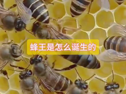 蜂王是怎么诞生的#蜜蜂养殖 #三农 #蜂王