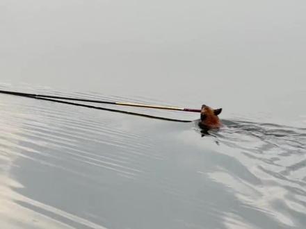 狗狗溜鱼都比我溜的好,至少它会狗刨~#2022dou来钓鱼 #女钓手佳佳 #抖音钓鱼人 #钓鱼搞笑视频 #钓鱼🎣