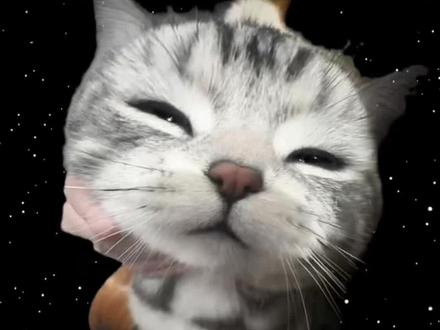 小猫扣像卡点模版教程来了#当狸花猫看上无毛猫 #扣像照片卡点 #喵蹦蹦 #喵蹦蹦剪辑教程 #剪映 喵蹦蹦剪辑教程 喵蹦蹦怎么剪视频 小猫图片可爱多张 你的小猫很有可能是文盲小猫 猫咪特效