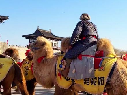 1月7日,东天山骆驼队抵达隋唐洛阳城定鼎门遗址。“开城门,迎驼队,入洛阳城!”#东天山来的骆驼队 #洛阳 #入城仪式