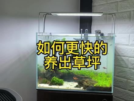 你草缸草坪养出来了没有?
趴地开始爬了没有?
是不是又黄了?
什么?半年还没种满?
......................
今天跟大家分享一下趴地矮珍珠的种植方法,以及对新手朋友的建议
从设备需求,温度调整,水草来源问题跟大家解析一下如何更快的去种出漂亮的草坪
#草缸#趴地矮珍珠 #水草养殖 #新手开缸 #草缸造景