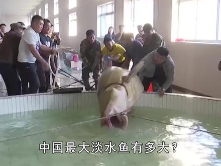 中国最大淡水鱼有多大?黑龙江捕获的鱼王,重达1000公斤 #鳇鱼 #淡水鱼 #动物圈