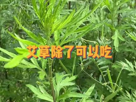 宝宝夏天睡觉爱出汗怎么办?
用艾草给宝宝做一款透气不闷汗的枕头,让宝宝在睡眠中健康成长。
#母婴好物 #宝宝 #母婴 #艾草枕 #艾草 #新手妈妈 #新生儿 #枕秃宝宝 #云片枕 #湿疹 #妈咪包 #育儿经验分享 #孕妈
@DOU+小助手 @抖音小助手 @DOU+上热门