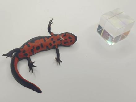 来和东方蝾螈交个朋友吧,给你讲讲差点被吃的故事。 #宠物日常