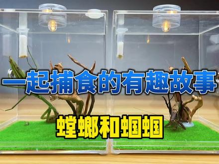 蝈蝈和螳螂 一起投喂捕食 #螳螂 #蝈蝈 #捕食